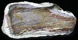 Petrified Wood - Columbia River Basalt #24214-1